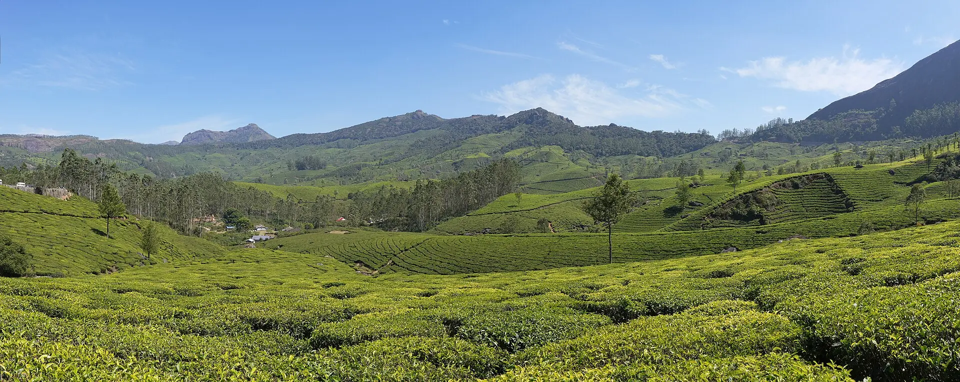 Terraced tea plantation on the hills at Munnar in the Western Ghats